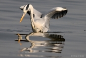 IIP Online Student Photography